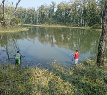 चितवनमा भेटिए उच्च पौष्टिक तत्वयुक्त मारा, पोठी र डेढुवा माछा